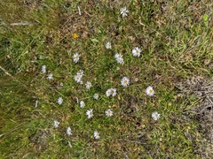 Brachyscome tasmanica