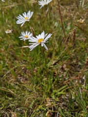 Brachyscome tasmanica