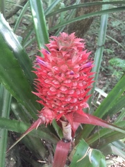 Ananas comosus bracteatus