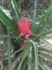 Ananas comosus bracteatus