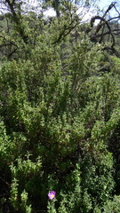 Cistus creticus eriocephalus