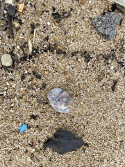 Crepidula onyx