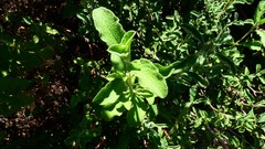 Cistus creticus eriocephalus