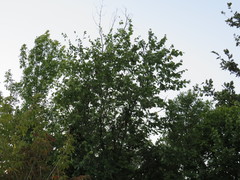 Ulmus americana