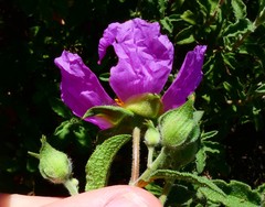 Cistus creticus eriocephalus