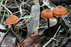 Laccaria canaliculata