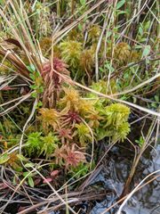 Sphagnum majus