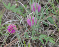 Mimosa nuttallii