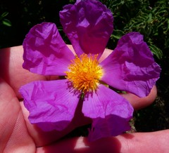 Cistus creticus eriocephalus