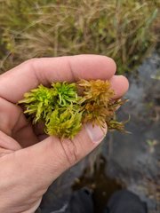 Sphagnum majus