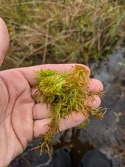 Sphagnum majus