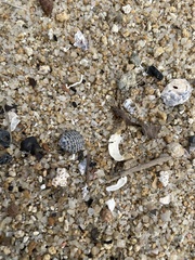 Nerita tessellata