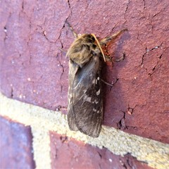 Oxycanus occidentalis