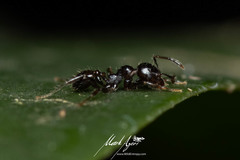 Pheidole variabilis praedo