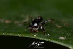 Pheidole variabilis praedo