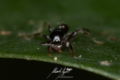 Pheidole variabilis praedo