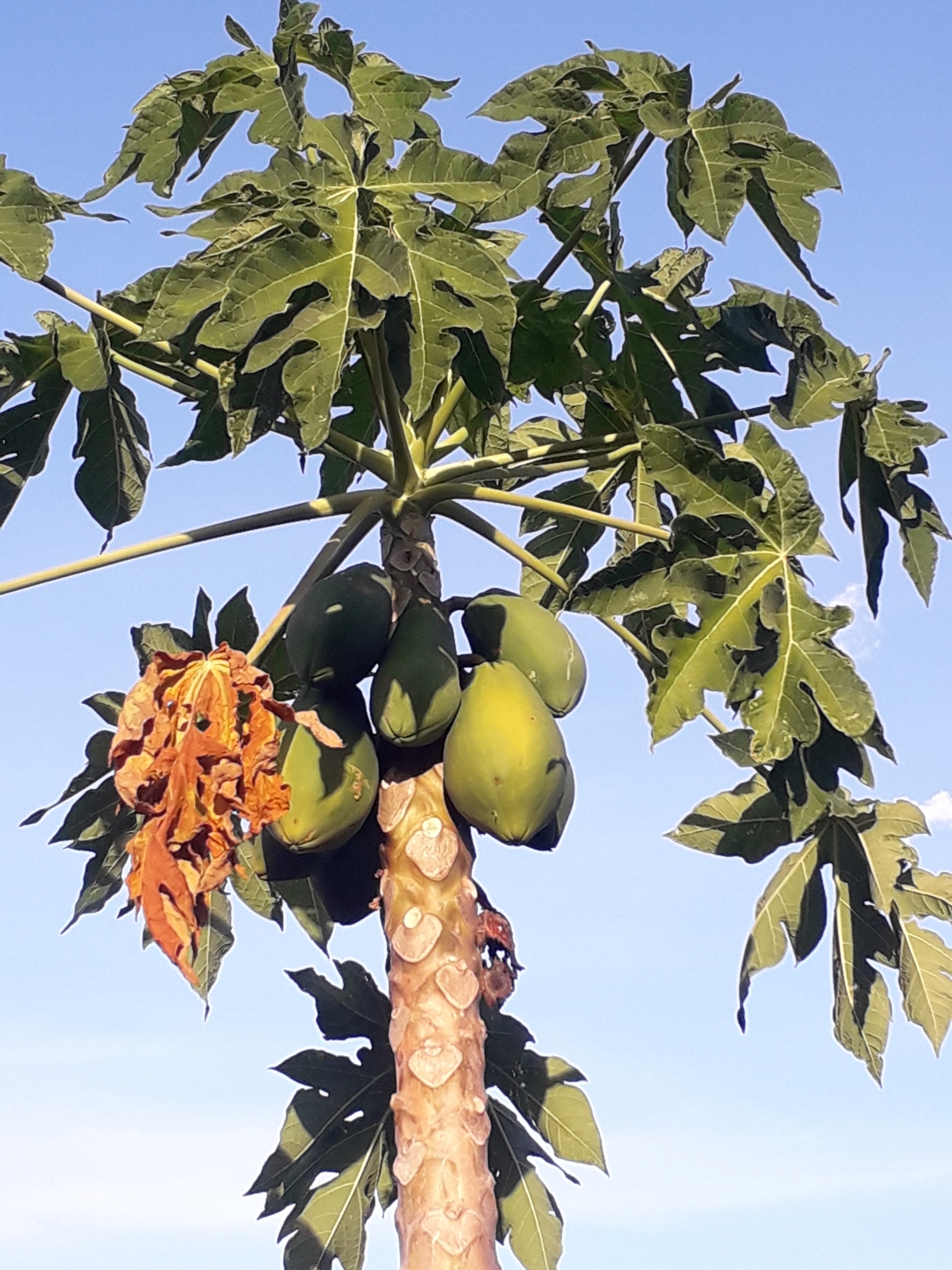 Carica papaya