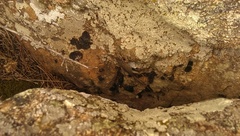 Archaeolacerta bedriagae