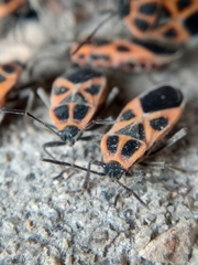 Tropidothorax sinensis