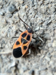 Tropidothorax sinensis