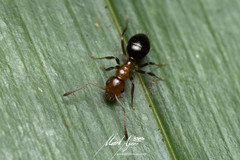 Prolasius convexus