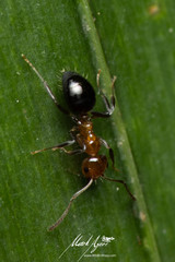 Prolasius convexus