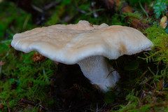 Hydnum olympicum