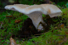 Hydnum olympicum