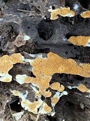Botryobasidium aureum