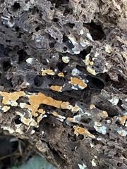 Botryobasidium aureum