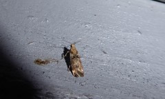 Anisoplaca acrodactyla