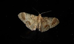 Chloroclystis lichenodes