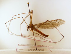 Tipula scripta