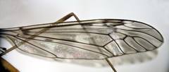Tipula scripta