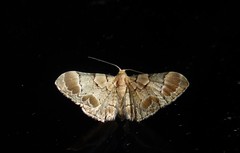 Chloroclystis lichenodes