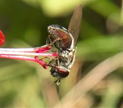 Platycheirus stegnus