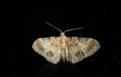 Chloroclystis lichenodes