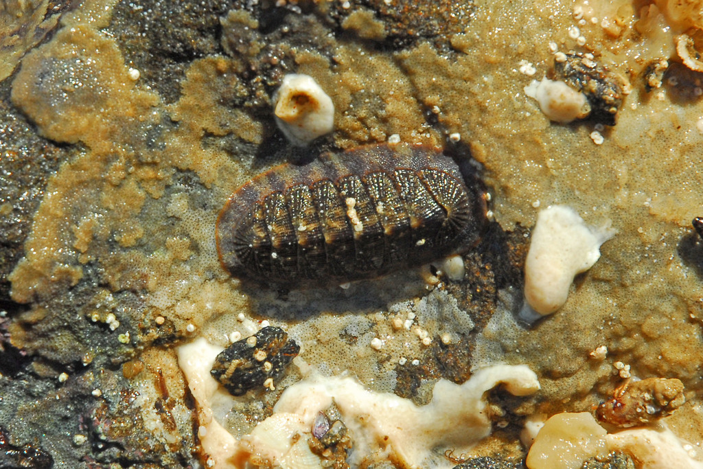 Lepidozona clathrata