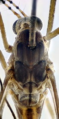 Tipula scripta