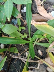 Eryngium foetidum