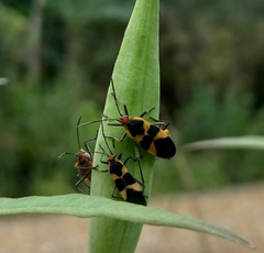 Oncopeltus sandarachatus