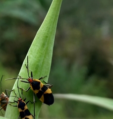 Oncopeltus sandarachatus
