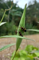 Oncopeltus sandarachatus