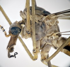 Tipula scripta