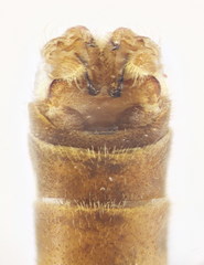 Tipula scripta