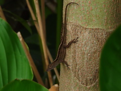 Anolis sagrei