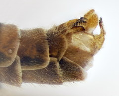 Tipula scripta