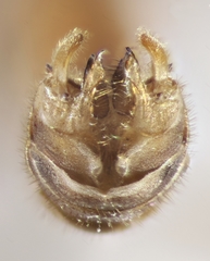 Tipula scripta