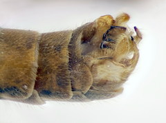 Tipula scripta