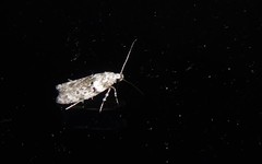 Izatha convulsella